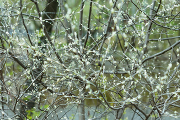 Spring branches near the water. Gentle green background