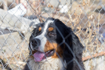 the guard dog, Bernese mountain dog, sits in the cage behind the net
