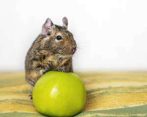 Close-up portrait of cute animal small pet chilean common degu squirrel sitting with big green apple. The concept of a healthy lifestyle, diet and vegetarianism