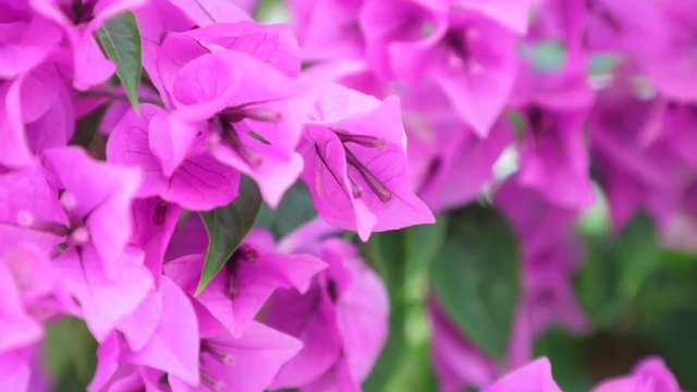 Bougainvillea or paper flower purple flowers a genus of thorny ornamental vines high definition stock footage clip.