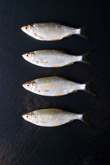 Roach fish or rutilus fish on black metal background with pieces of ice