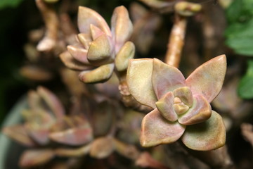 Sedum succulent plant