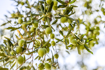 Olives on an olive tree growing in a garden in Turkey.