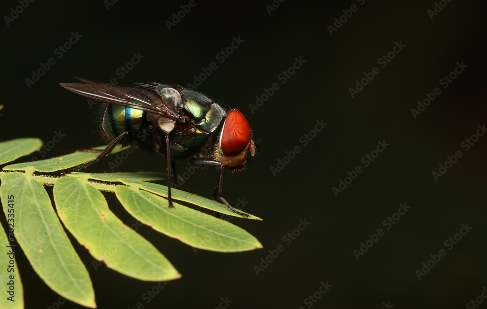 Sticker Flies with red eyes