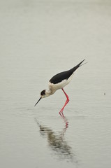 Échasse blanche (Himantopus himantopus)