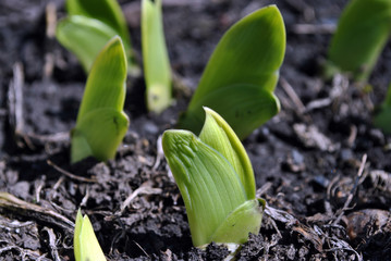 Green iris pointed flat wedge shaped leaves close up, brown ground soft blurry background