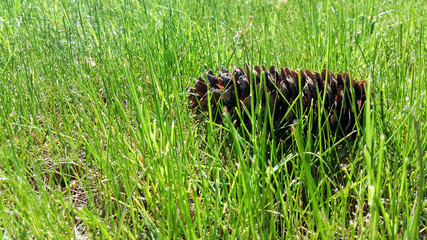 Sunlit pine cone hidden in bright green tall grass