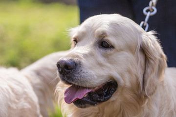 portrait of golden retrievers dog outdoors from belgium