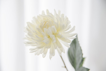 Close up of the White artificial flower with white curtains background