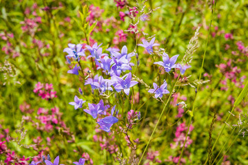 Fototapeta na wymiar Wildflowers on a sunny summer day on the field