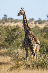 Giraffa, Kruger National Park