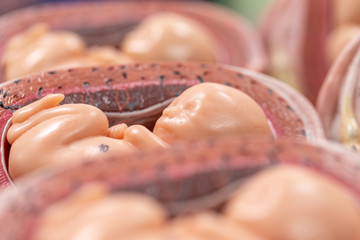 Embryo model, fetus for classroom education.