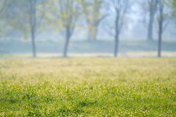 green park at morning