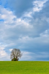 The lonely tree at the barn