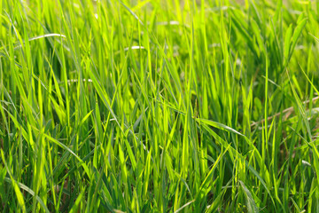 spring grass field