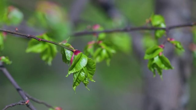 Closeup view of beautiful bright red buds with young green leaves growing inside of them. Spring sunny nature background.