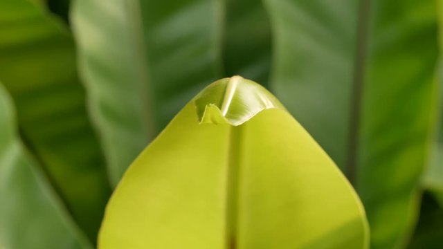 The Bird's Nest Fern Leaf Shape Like a Snake