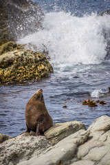 Fototapeta premium Seebär am Meer