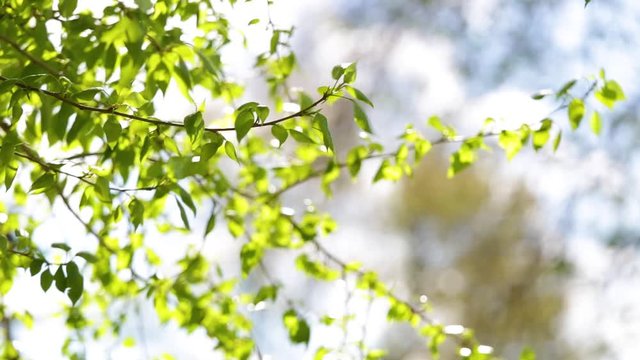 Closeup view of beautiful green branch of tree isolated at sunny blurry background.