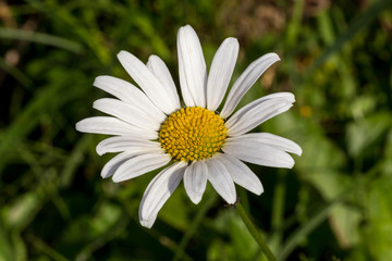 Fototapeta premium Field flower camomile meadow. White field flower.