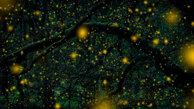 Fototapeta Dark green forest with many yellow fireflies