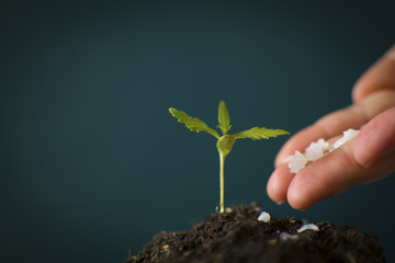 Farmer giving a chemical fertilizer cannabis hand seedlings