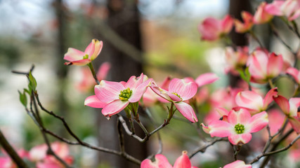 Closeup of Pink Dogwood in bloom