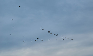 Birds fly in a wedge in the blue sky