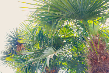 Obraz na płótnie Canvas Palm trees in the rays of the summer sun