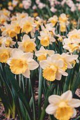 Bright beautiful daffodils in the garden