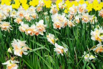 Bright beautiful daffodils in the garden