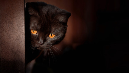 Orange Katzenaugen auf brauner Katze