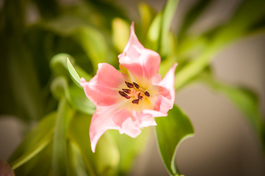 Frühling Tulpenmakro