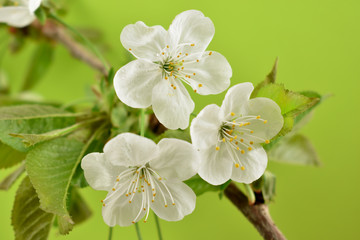 Blooming cherry tree on a green background close-up stock photo images. Fresh spring floral decoration detail photo. Spring background concept. White cherry blossom flowering branche studio shot
