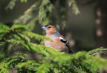 portrait of funny bird Finch Peeps out on the tree due to branches of green prickly spruce in spring forest