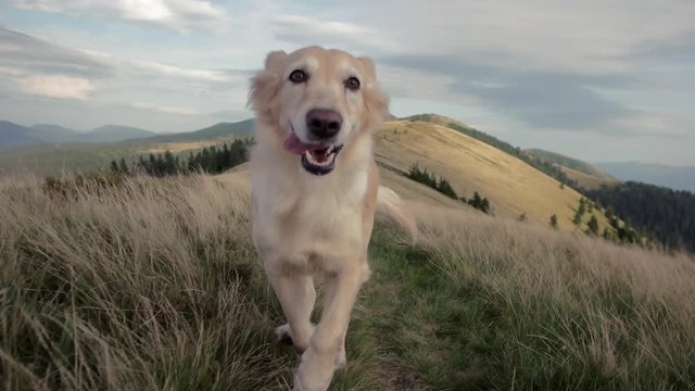 Steady cam shot of running Golden retriever dog in mountains. Idyllic view of mountain range in autumn
