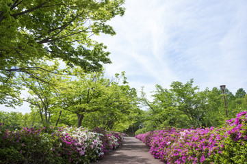 Fototapeta premium 新緑とツツジ (香川県高松市仏生山公園)