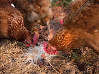 Brown Chicken Eggs Eating Rice