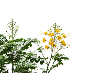 Isolate yellower flower on white background
