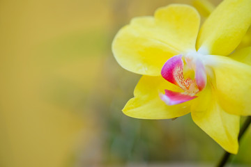 orchid close up isolated on background