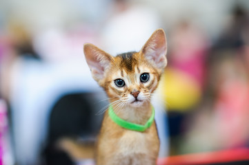 Funny cat on the blurred background