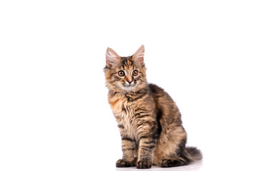 funny cat on a grey background