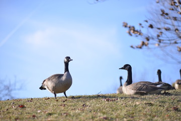 geese