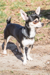 portrait of Chihuahua type dog living in belgium