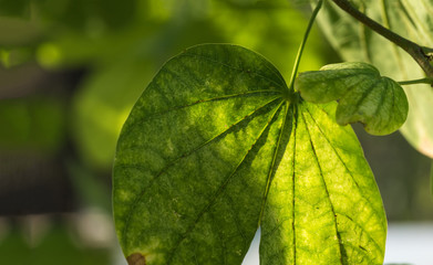 texture detail of light on green leaf