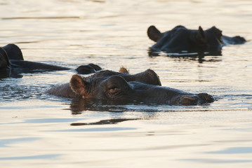 Fototapeta premium Hippopotamus , Kruger National Park , Africa