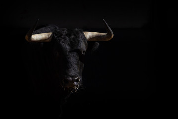 portrait of fighting bull