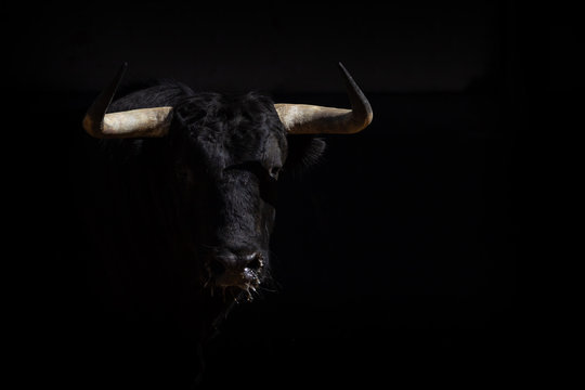 portrait of fighting bull