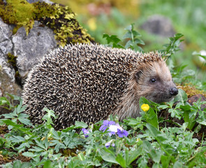 Igel Europäisch