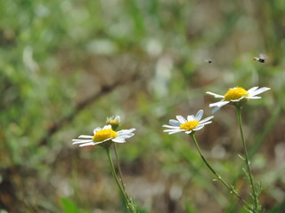 Сamomile